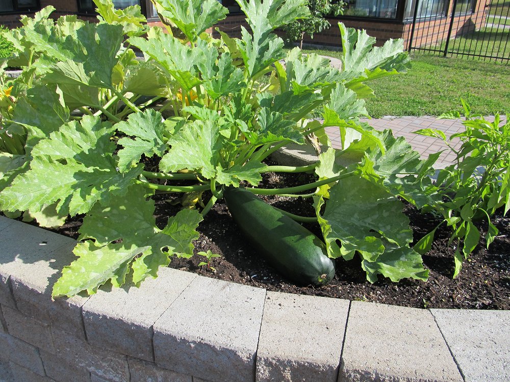 Long Term Care vegetable garden